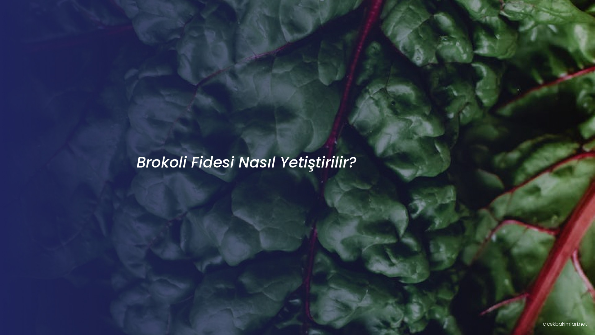 Brokoli Fidesi Nasıl Yetiştirilir?