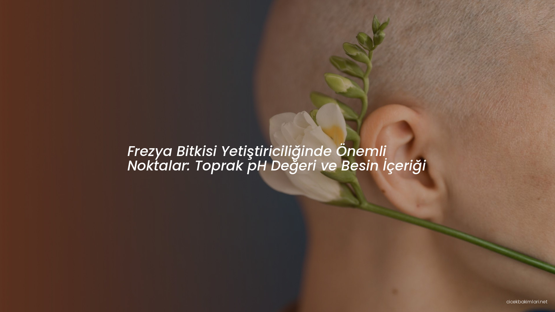 Frezya Bitkisi Yetiştiriciliğinde Önemli Noktalar: Toprak pH Değeri ve Besin İçeriği