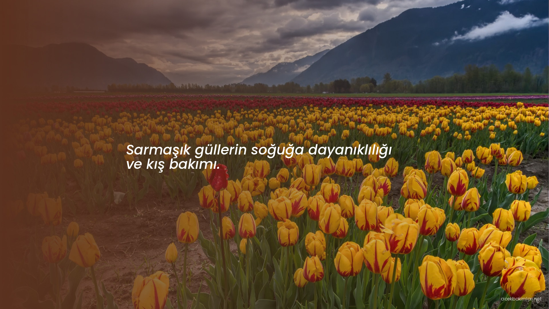 Sarmaşık güllerin soğuğa dayanıklılığı ve kış bakımı.