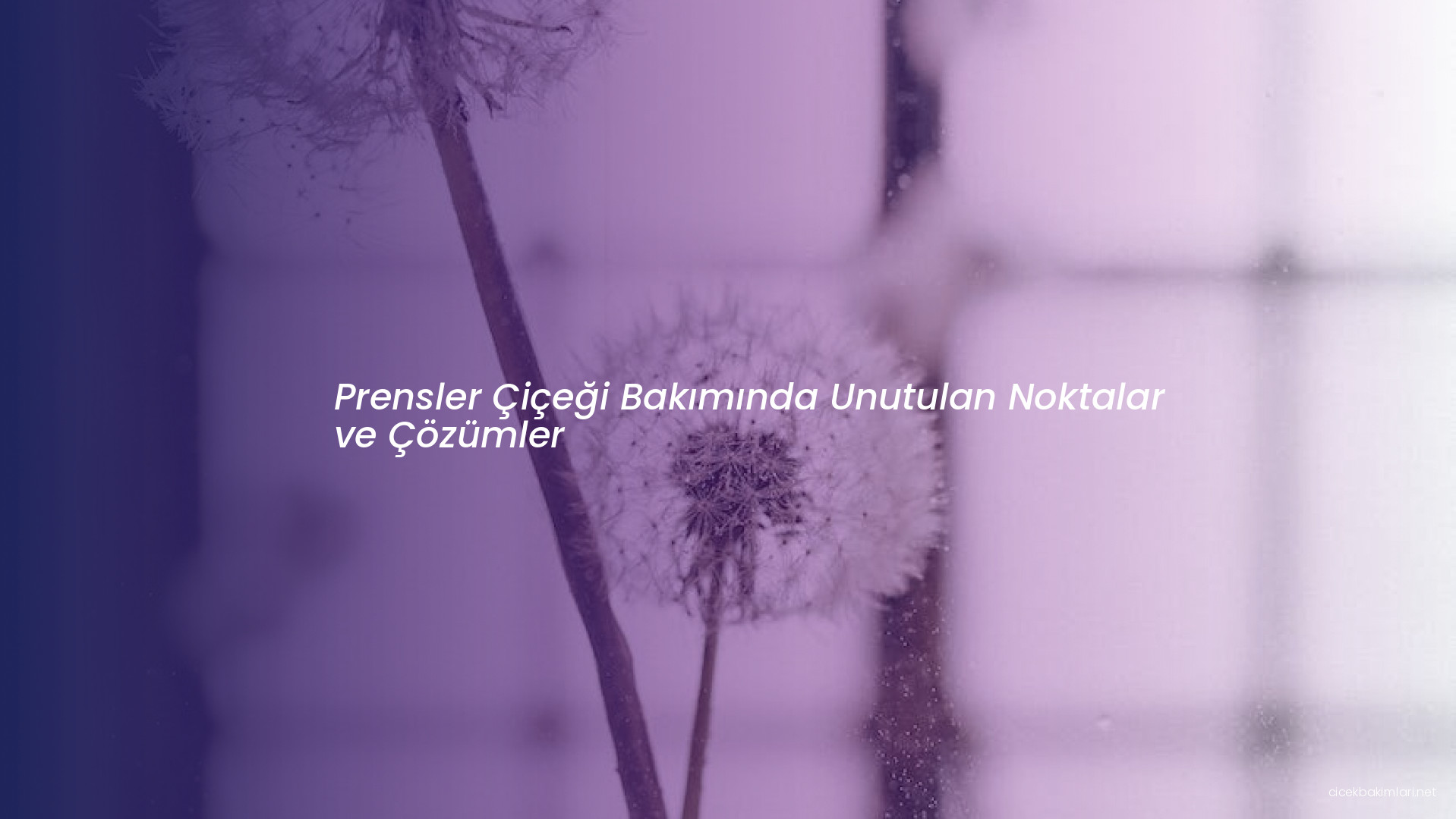 Prensler Çiçeği Bakımında Unutulan Noktalar ve Çözümler