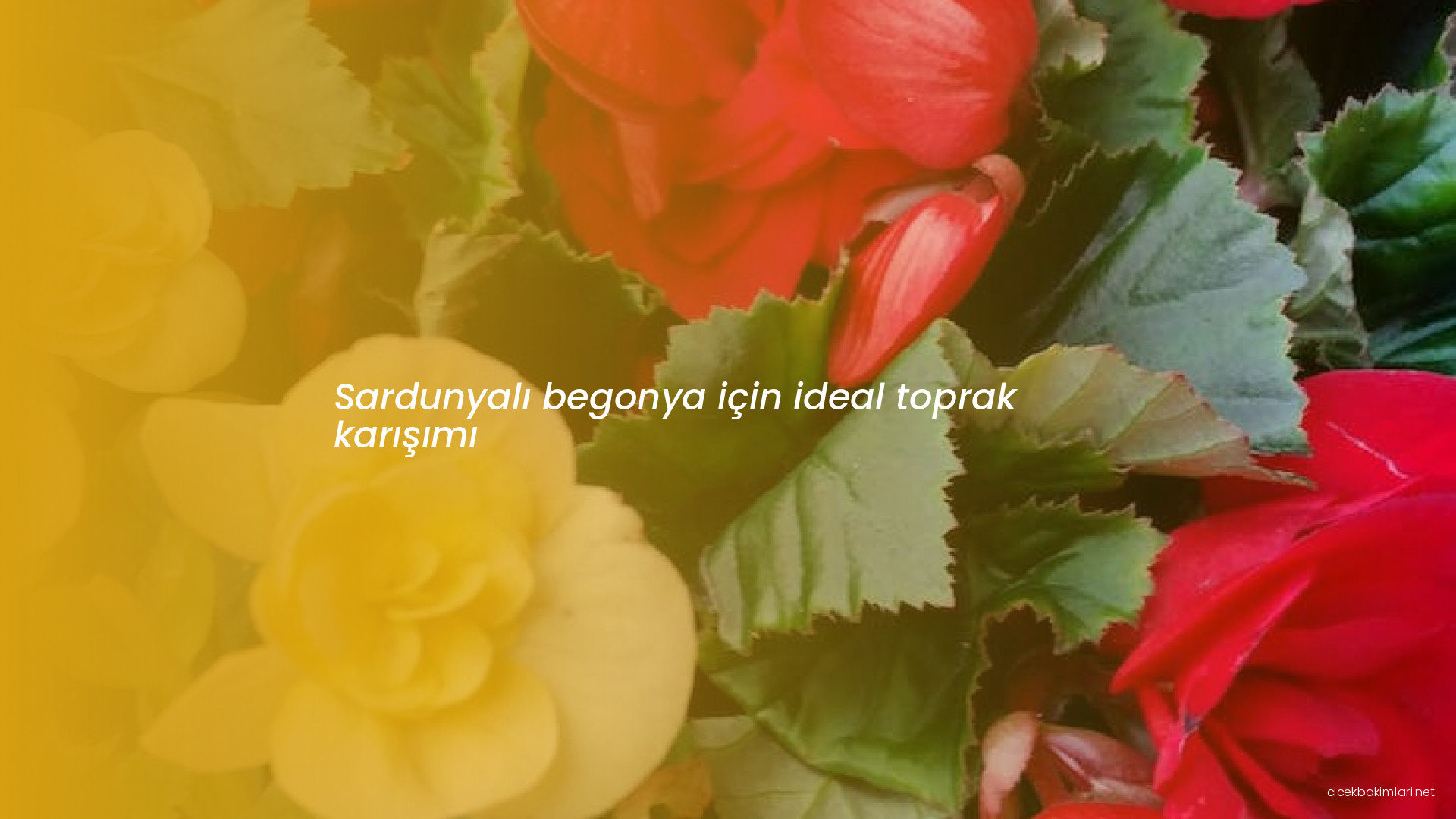 Sardunyalı begonya için ideal toprak karışımı