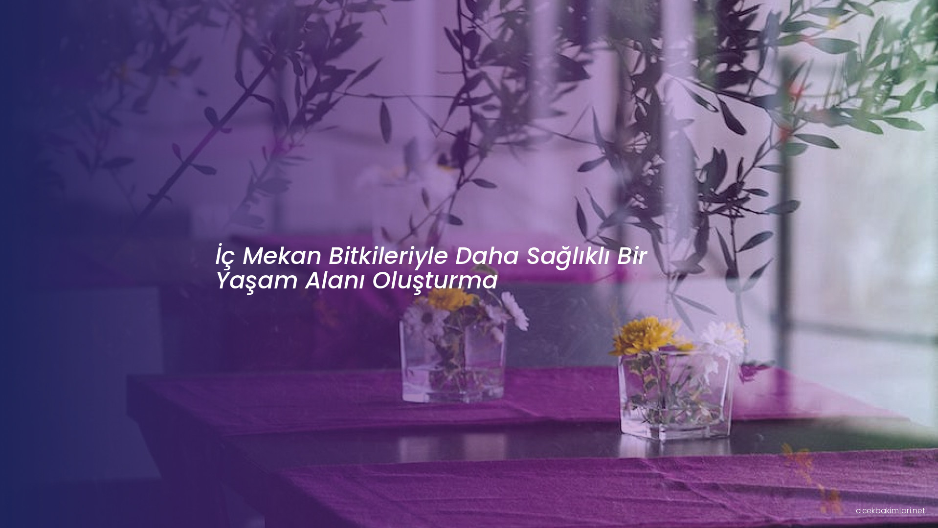 İç Mekan Bitkileriyle Daha Sağlıklı Bir Yaşam Alanı Oluşturma