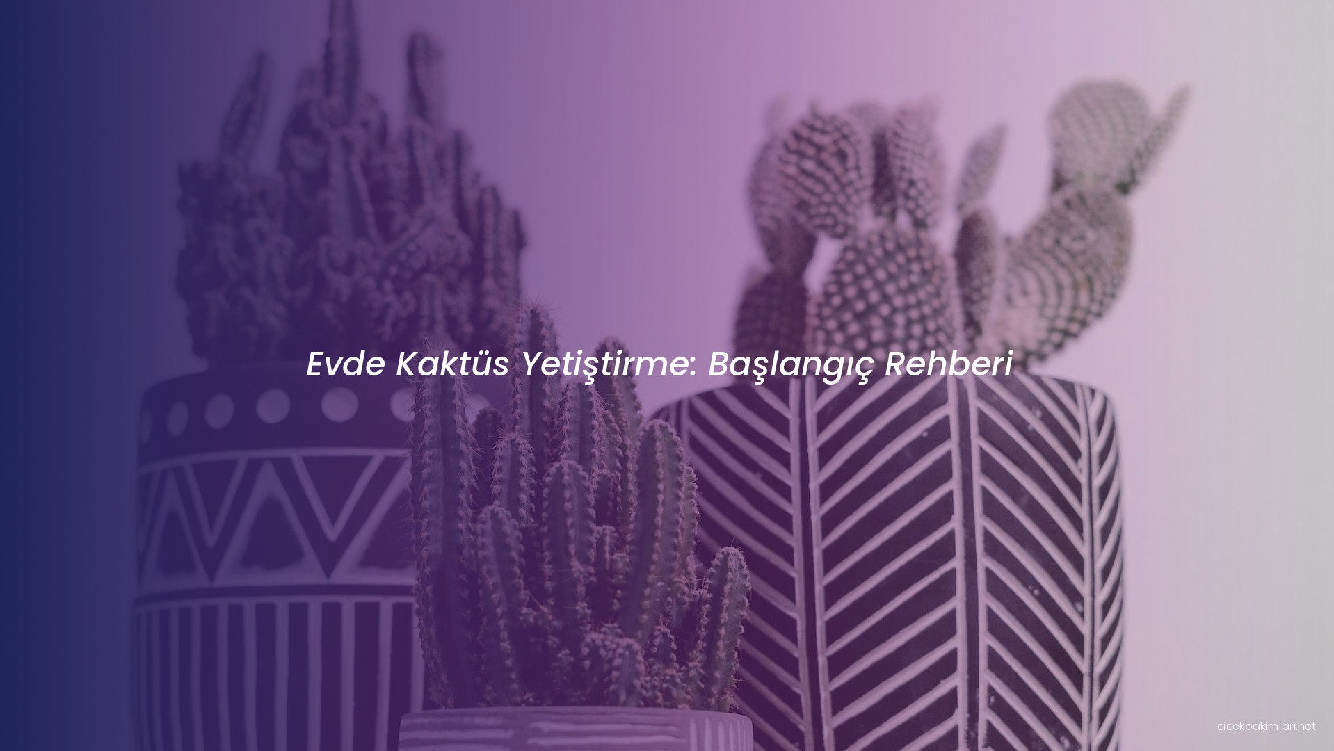 Evde Kaktüs Yetiştirme: Başlangıç Rehberi
