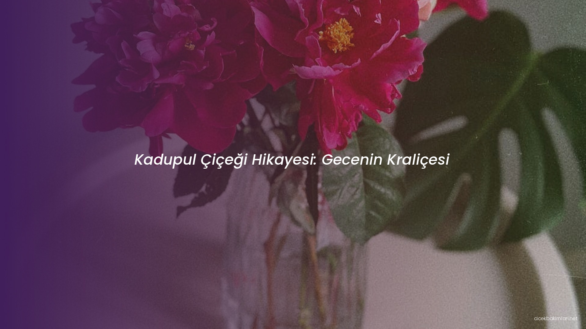 Kadupul Çiçeği Hikayesi: Gecenin Kraliçesi