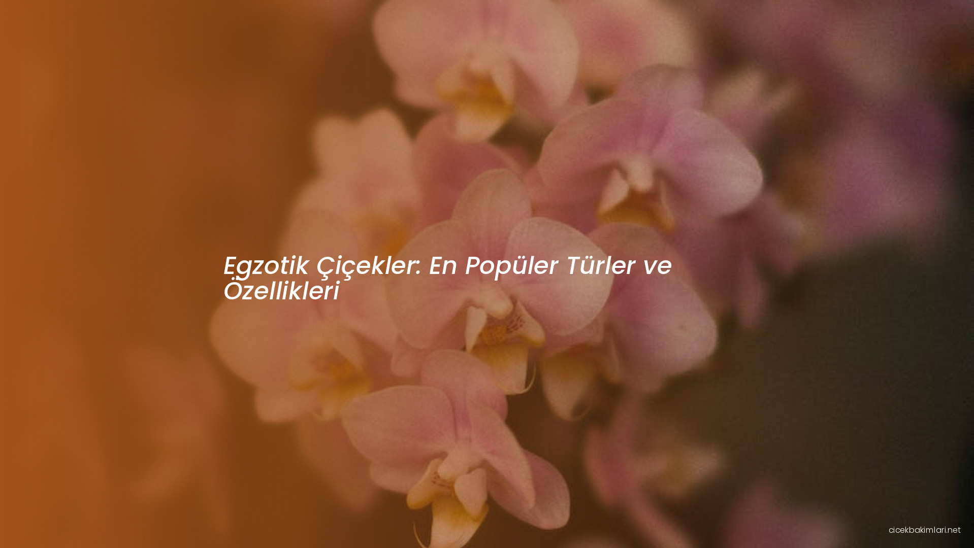 Egzotik Çiçekler: En Popüler Türler ve Özellikleri