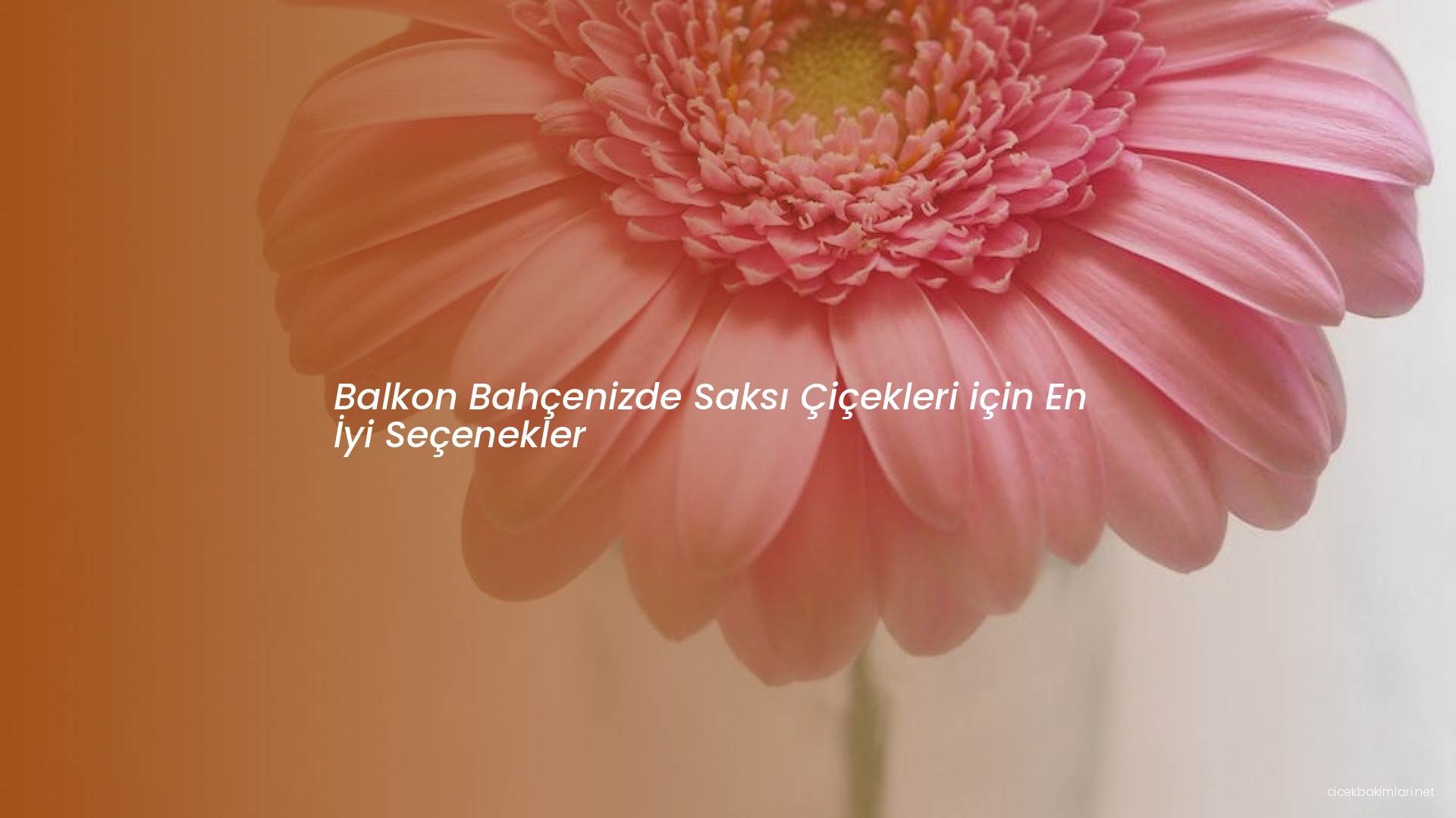 Balkon Bahçenizde Saksı Çiçekleri için En İyi Seçenekler