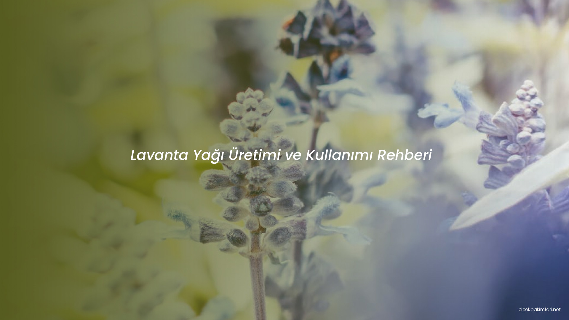 Lavanta Yağı Üretimi ve Kullanımı Rehberi
