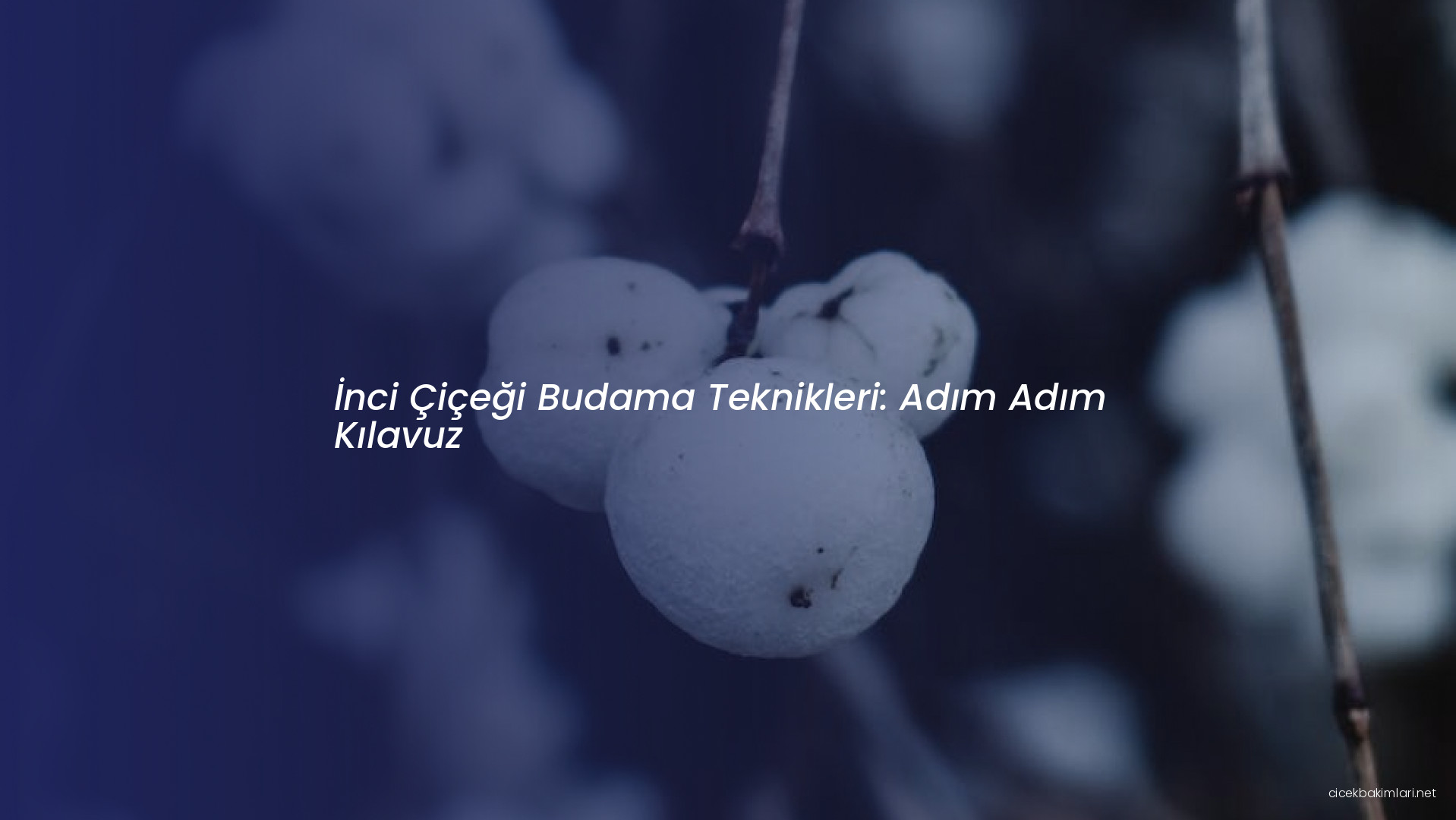 İnci Çiçeği Budama Teknikleri: Adım Adım Kılavuz