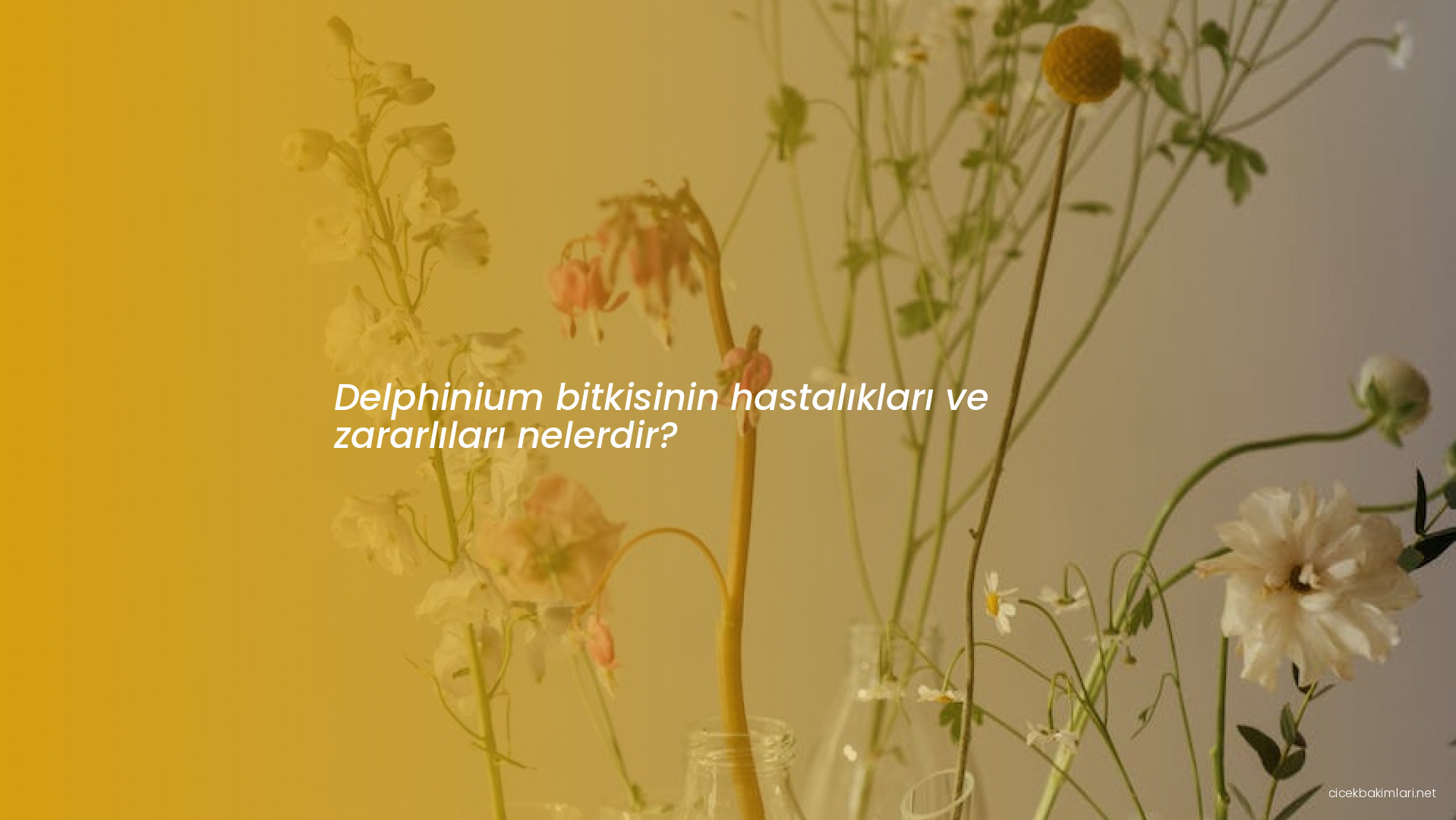 Delphinium bitkisinin hastalıkları ve zararlıları nelerdir?
