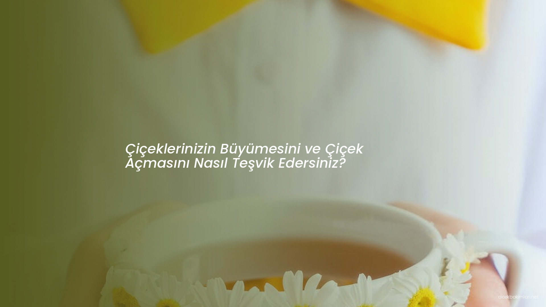 Çiçeklerinizin Büyümesini ve Çiçek Açmasını Nasıl Teşvik Edersiniz?