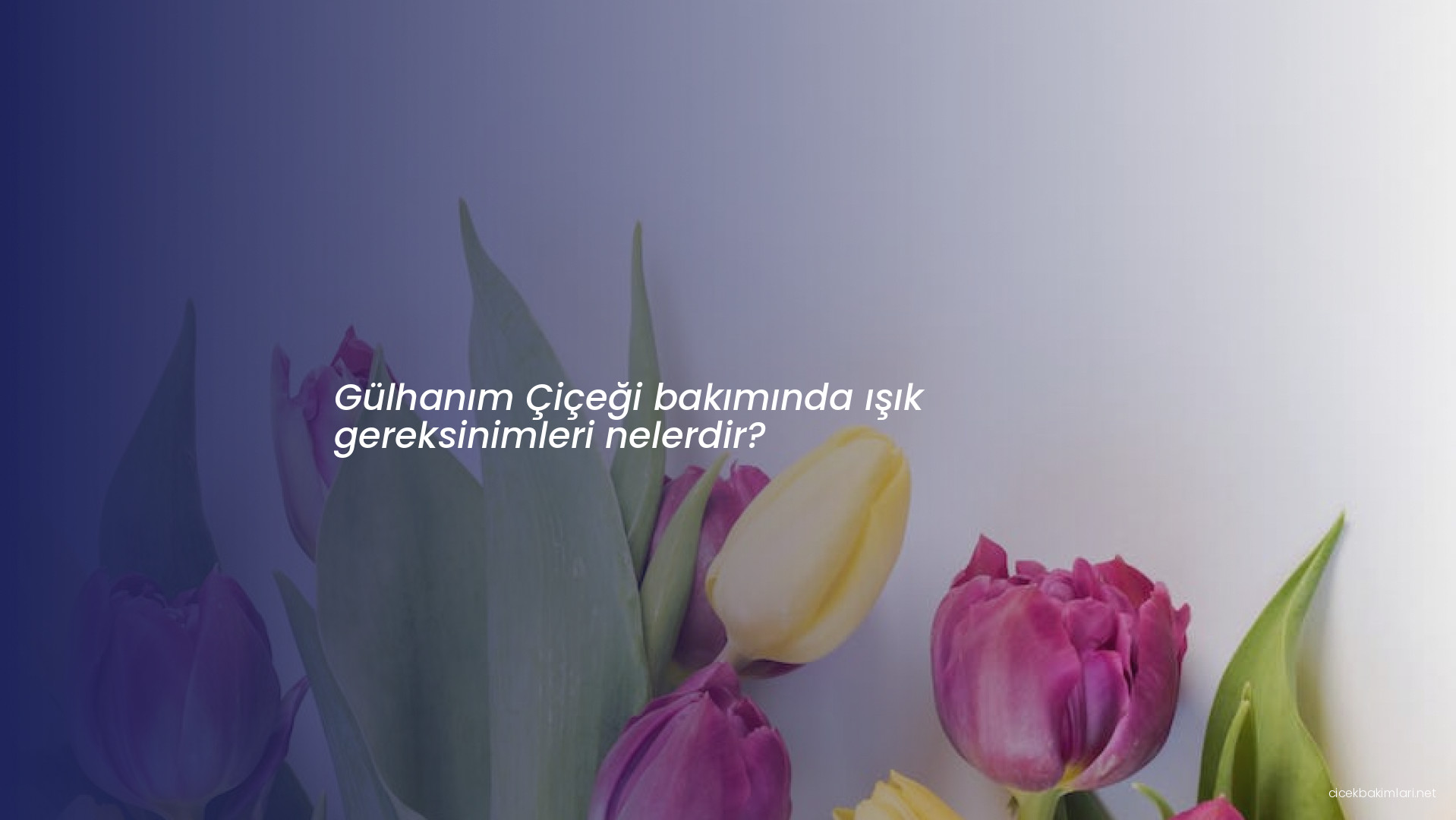 Gülhanım Çiçeği bakımında ışık gereksinimleri nelerdir?