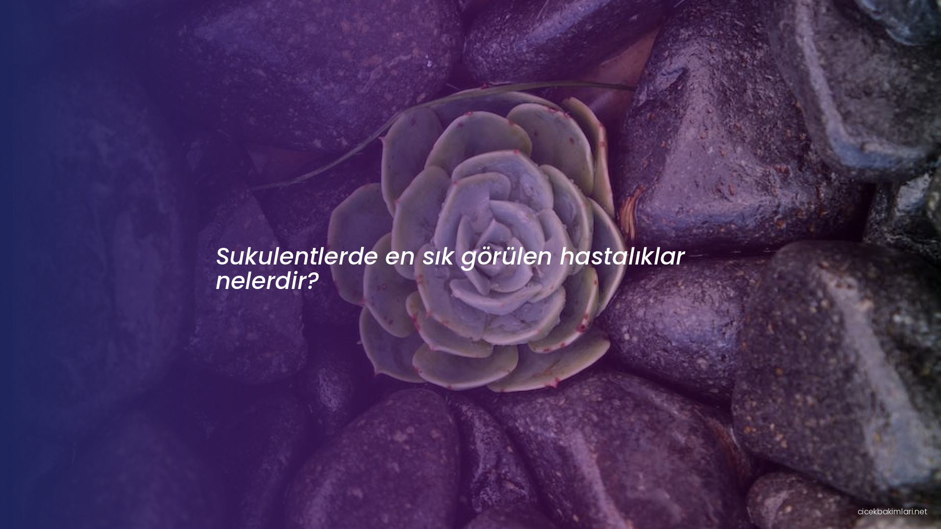 Sukulentlerde en sık görülen hastalıklar nelerdir?