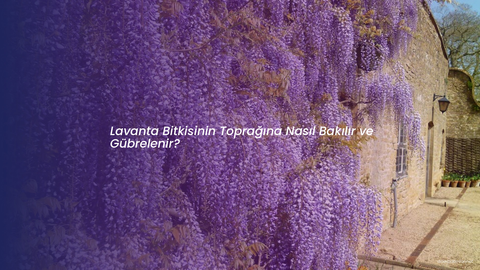 Lavanta Bitkisinin Toprağına Nasıl Bakılır ve Gübrelenir?