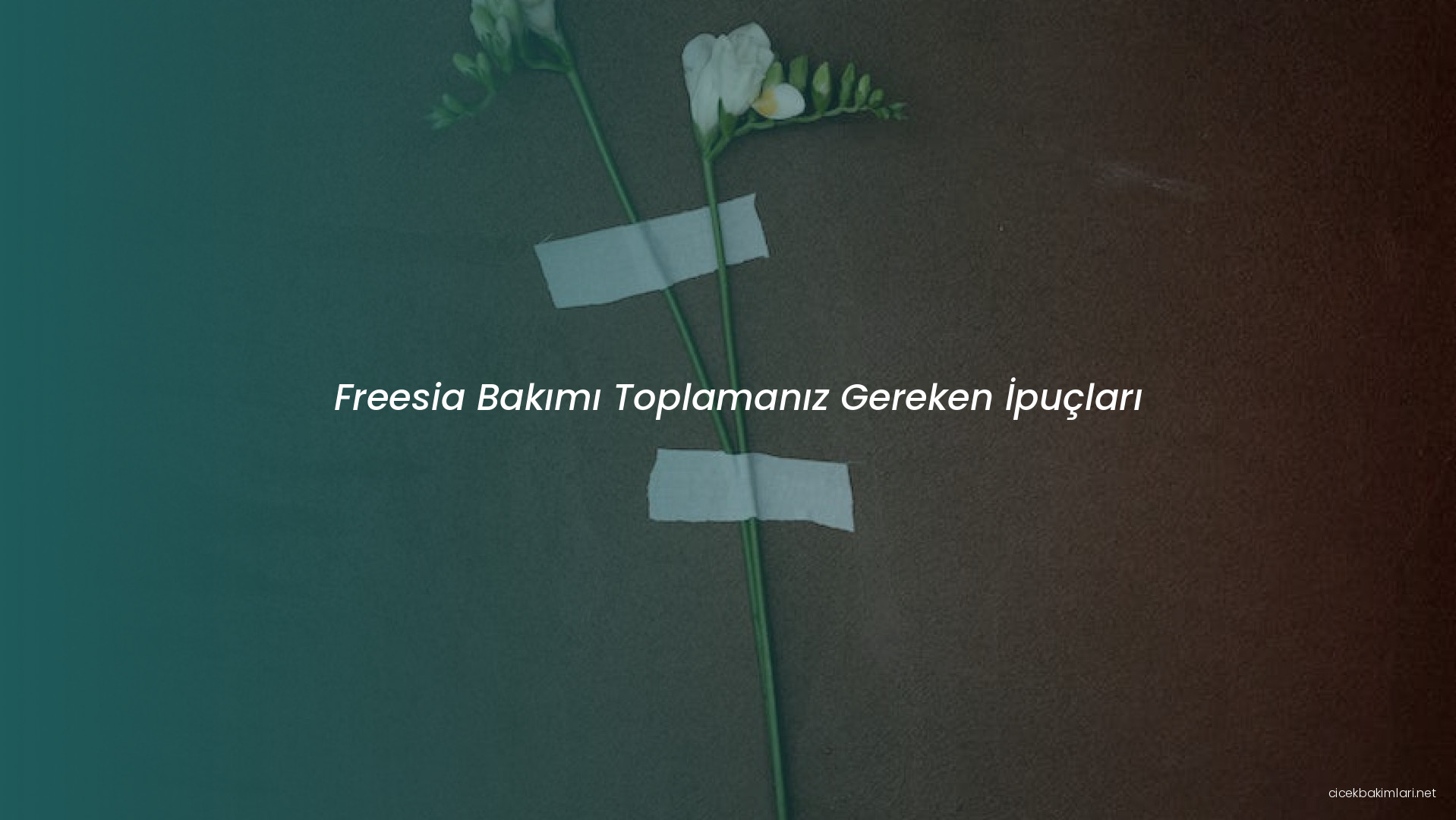 Freesia Bakımı Toplamanız Gereken İpuçları