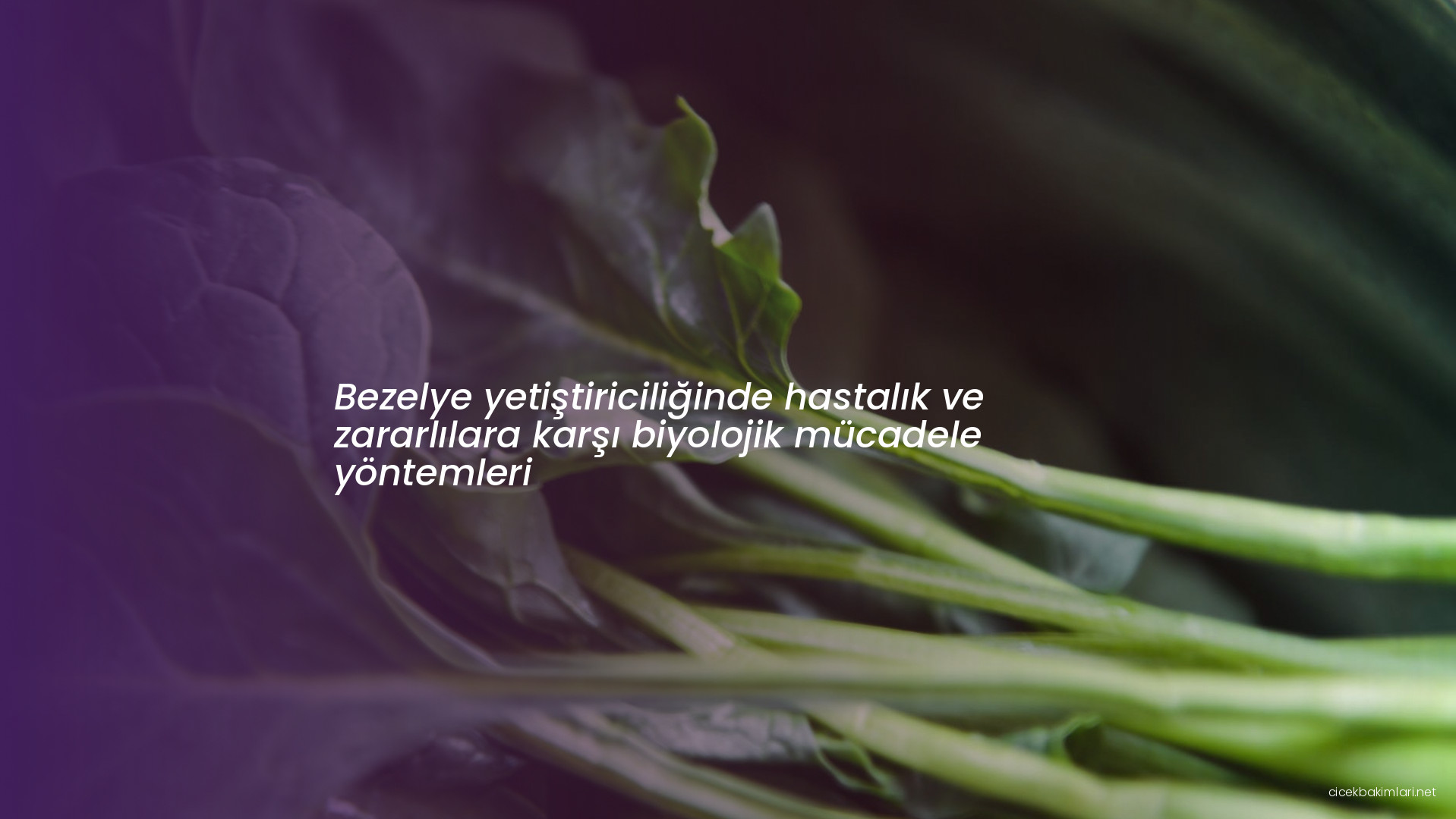 Bezelye yetiştiriciliğinde hastalık ve zararlılara karşı biyolojik mücadele yöntemleri