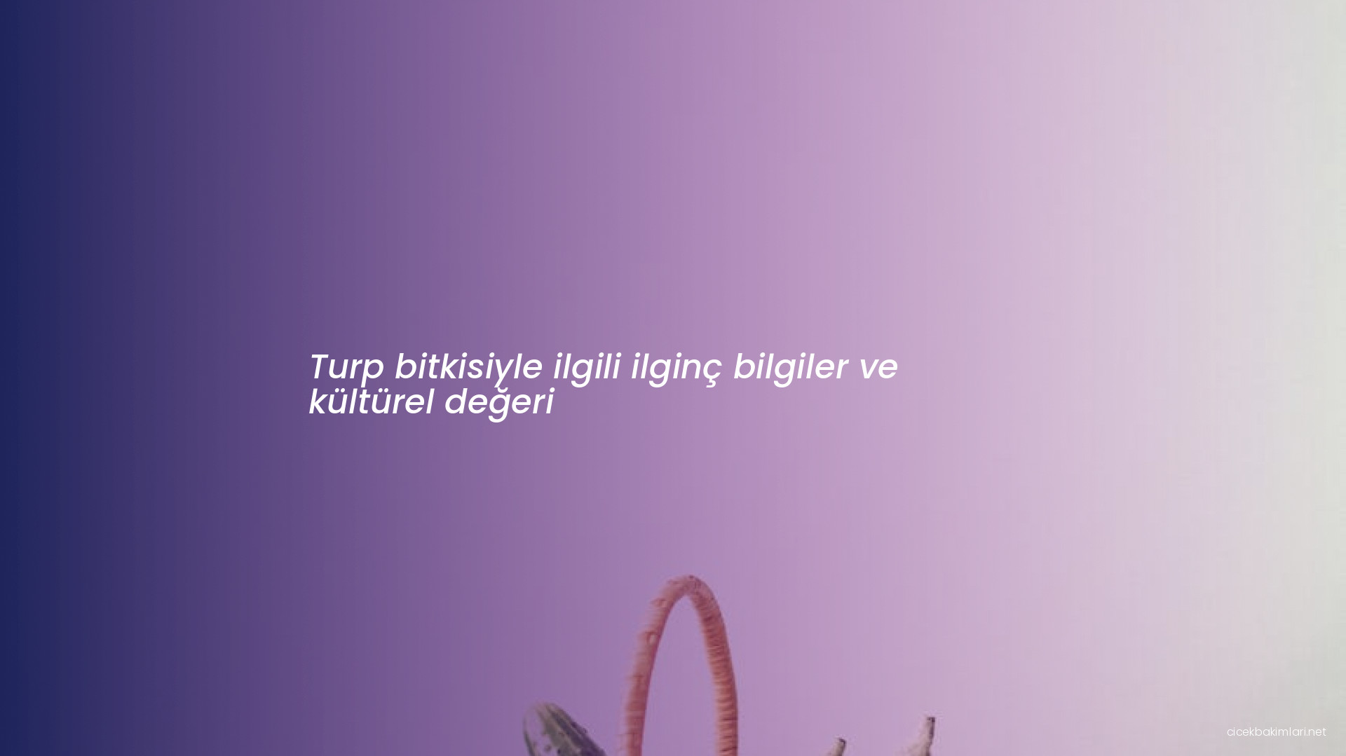 Turp bitkisiyle ilgili ilginç bilgiler ve kültürel değeri