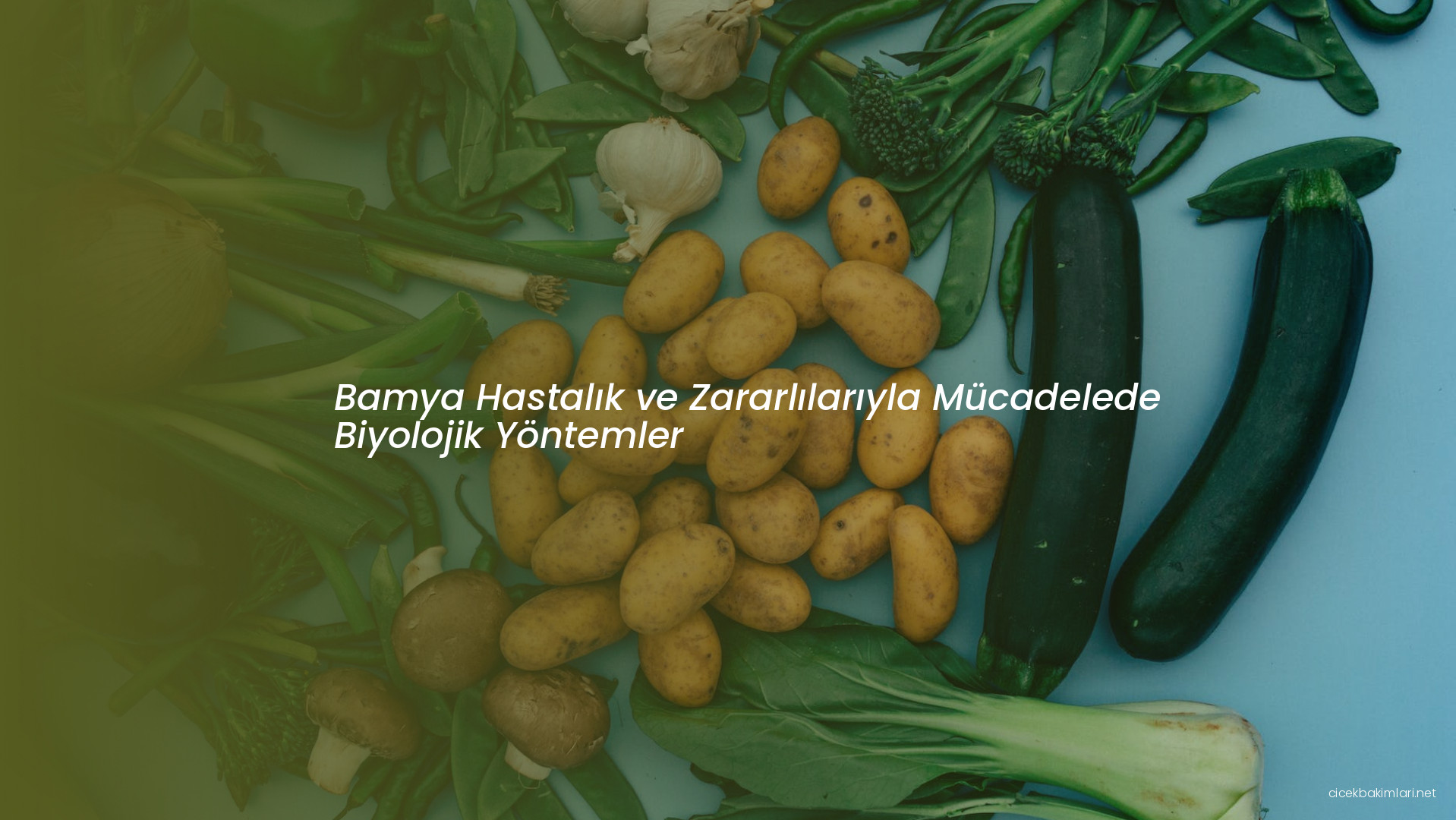 Bamya Hastalık ve Zararlılarıyla Mücadelede Biyolojik Yöntemler
