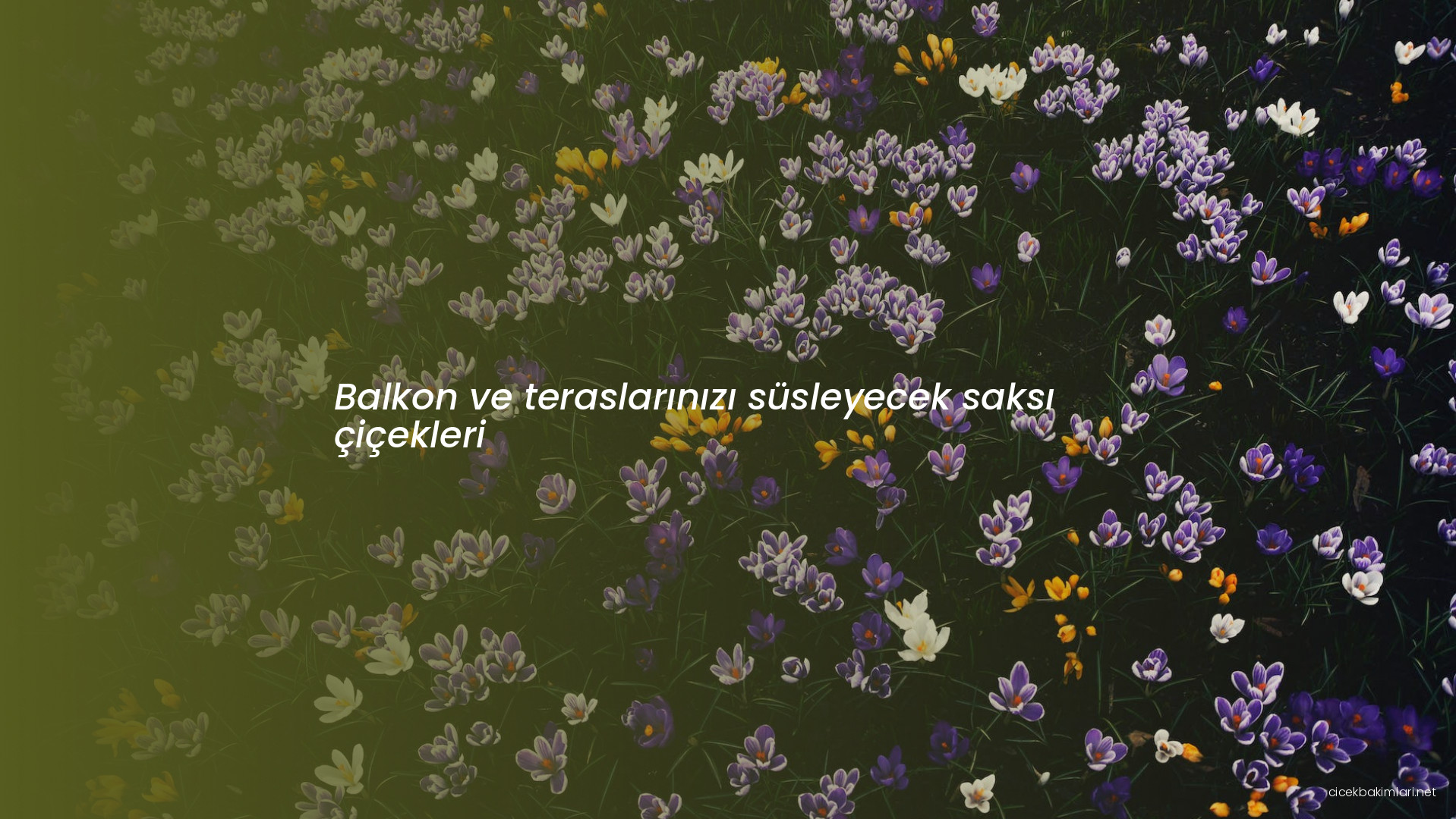 Balkon ve teraslarınızı süsleyecek saksı çiçekleri