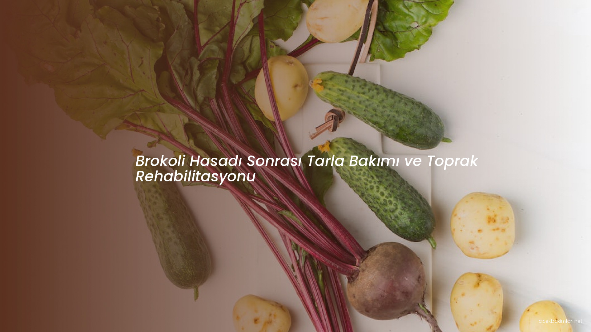 Brokoli Hasadı Sonrası Tarla Bakımı ve Toprak Rehabilitasyonu