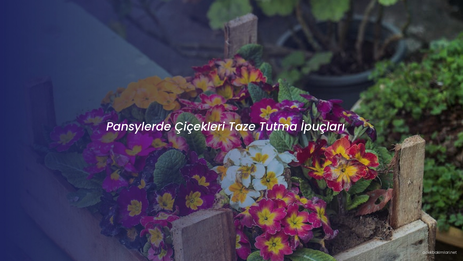 Pansylerde Çiçekleri Taze Tutma İpuçları