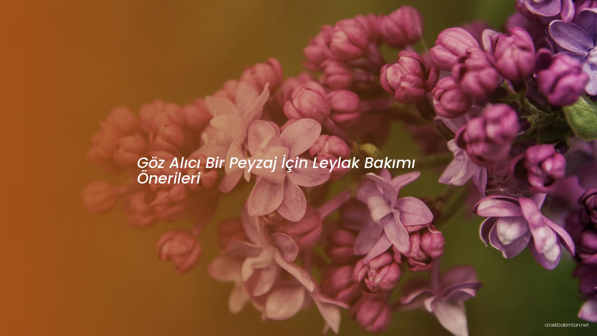 Göz Alıcı Bir Peyzaj İçin Leylak Bakımı Önerileri