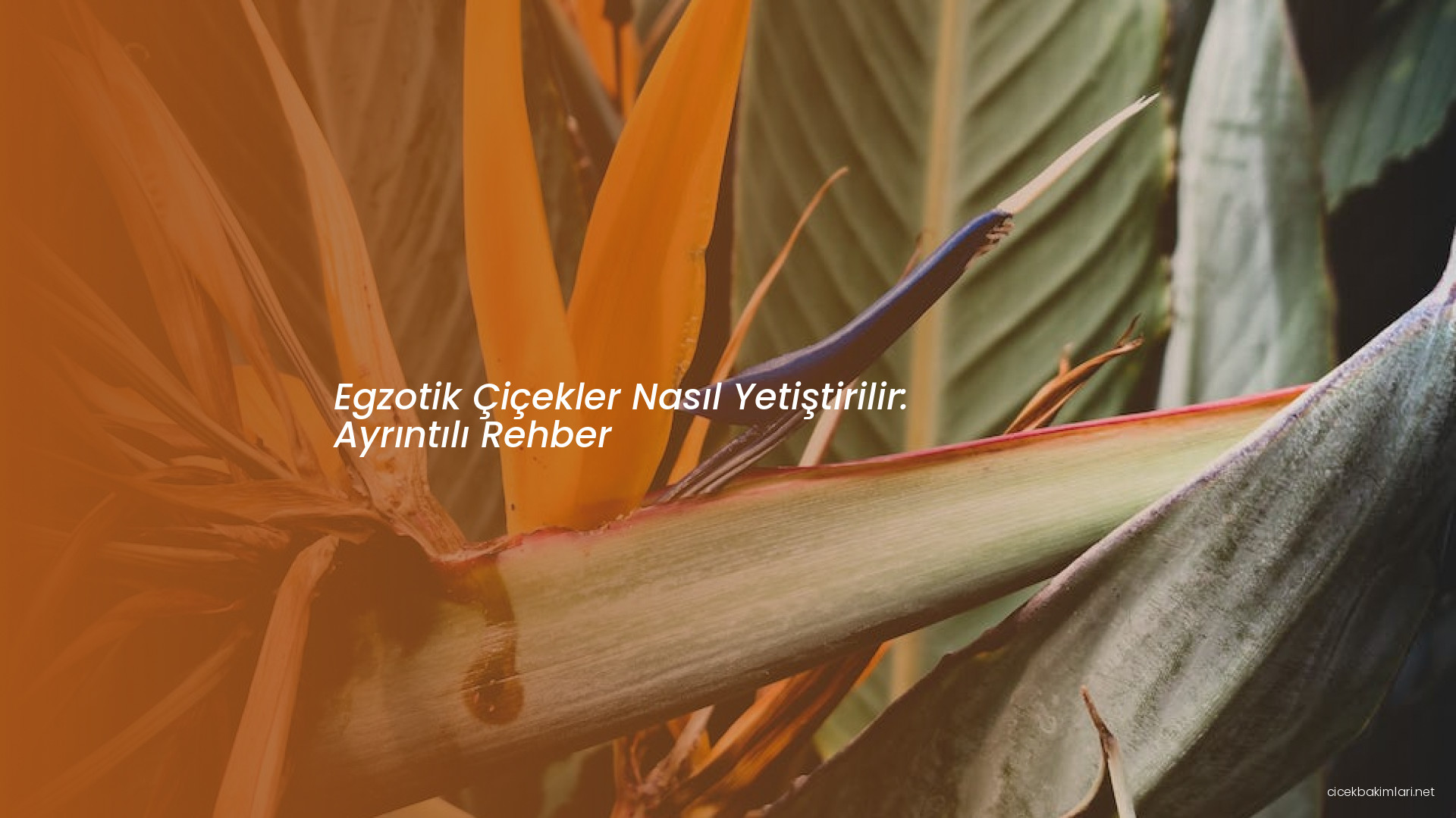 Egzotik Çiçekler Nasıl Yetiştirilir: Ayrıntılı Rehber