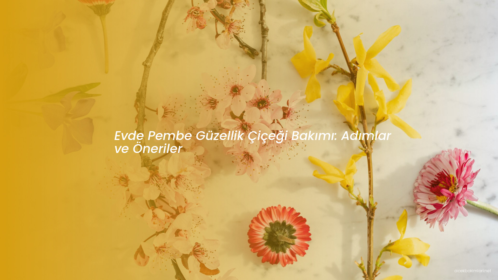 Evde Pembe Güzellik Çiçeği Bakımı: Adımlar ve Öneriler