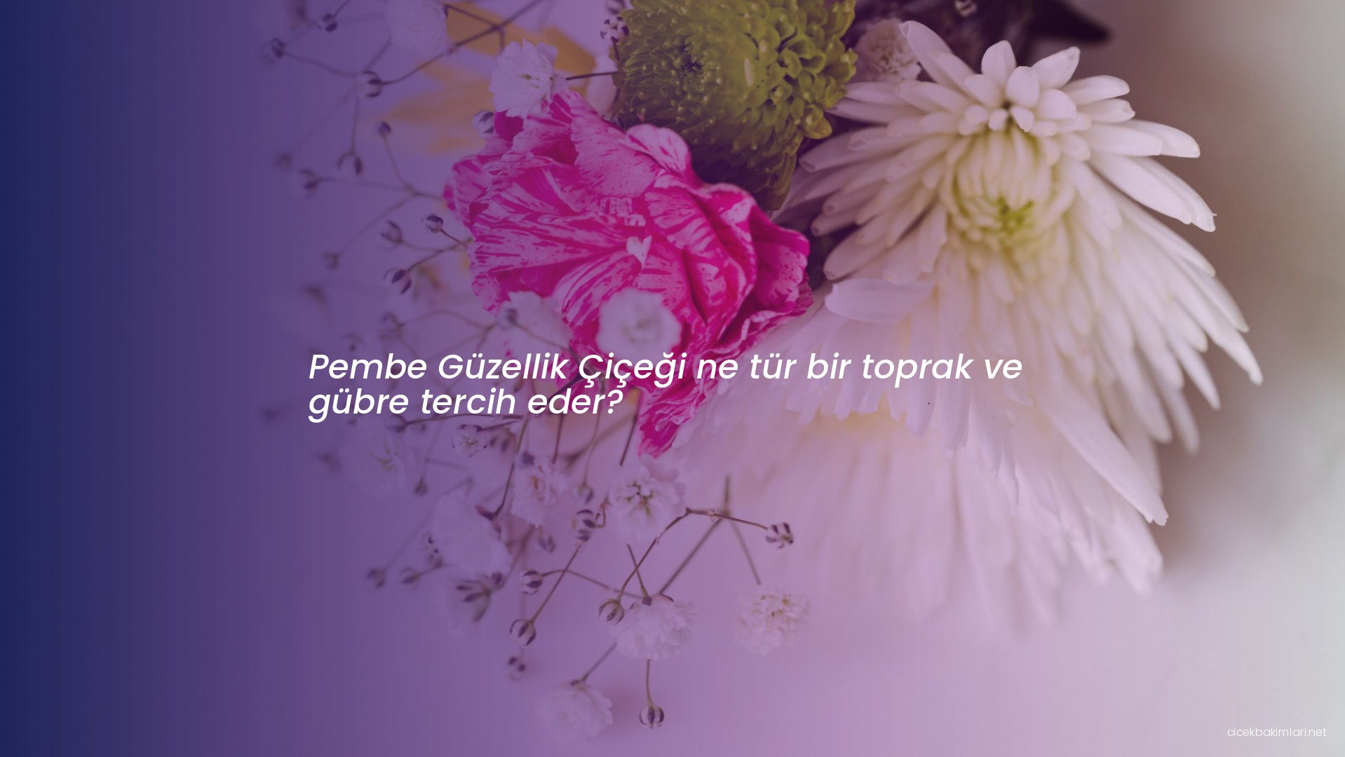 Pembe Güzellik Çiçeği ne tür bir toprak ve gübre tercih eder?