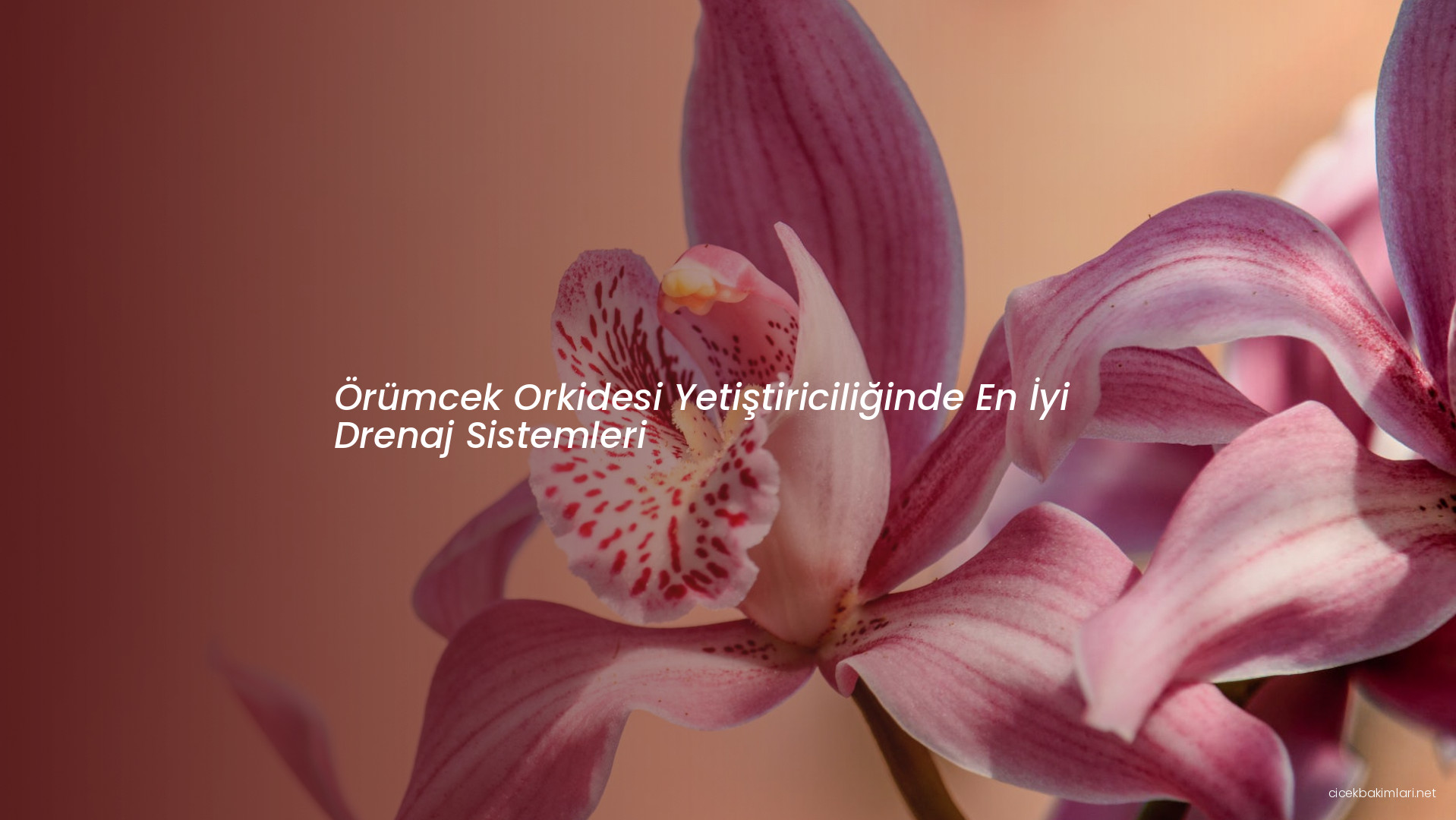 Örümcek Orkidesi Yetiştiriciliğinde En İyi Drenaj Sistemleri