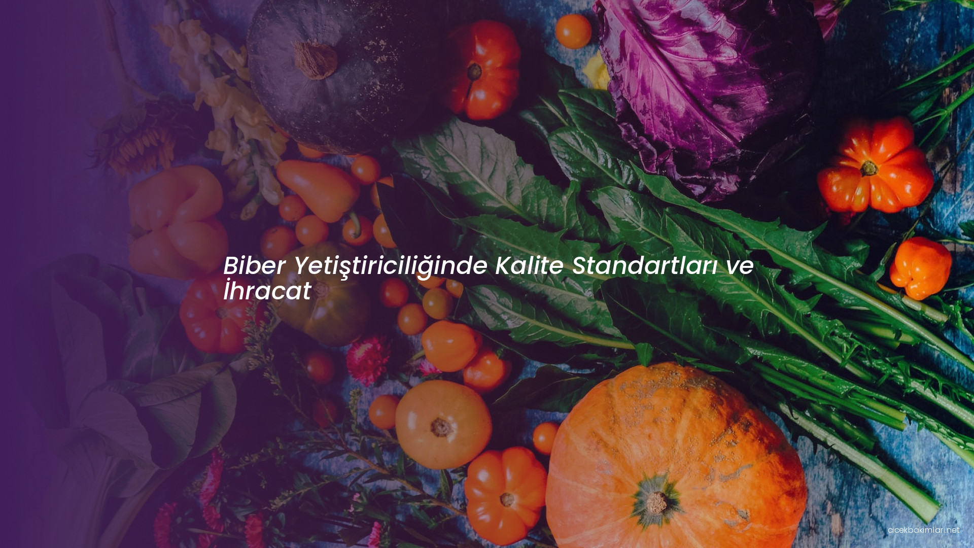 Biber Yetiştiriciliğinde Kalite Standartları ve İhracat