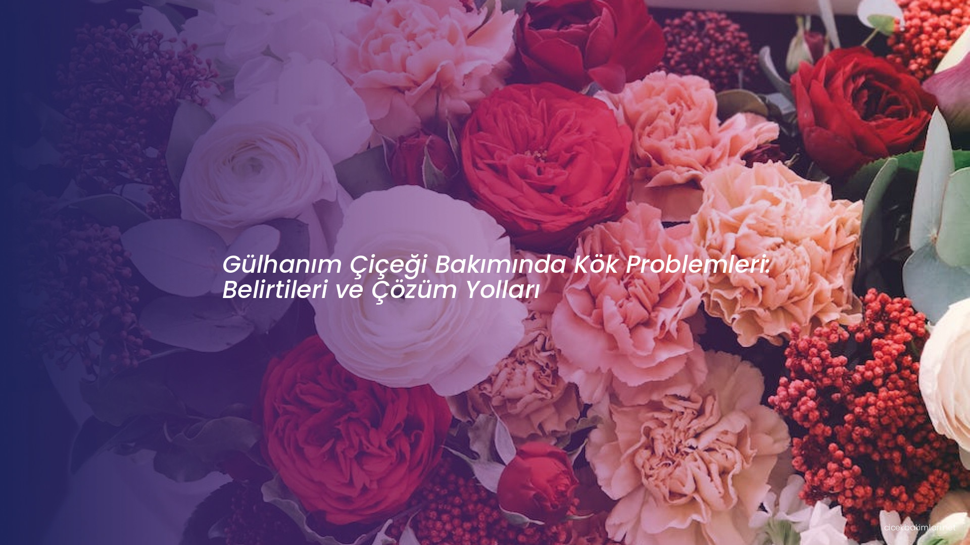 Gülhanım Çiçeği Bakımında Kök Problemleri: Belirtileri ve Çözüm Yolları