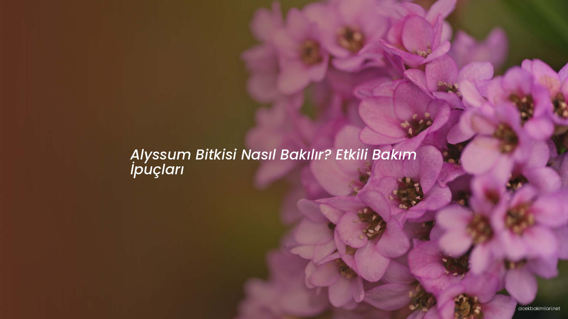 Alyssum Bitkisi Nasıl Bakılır? Etkili Bakım İpuçları