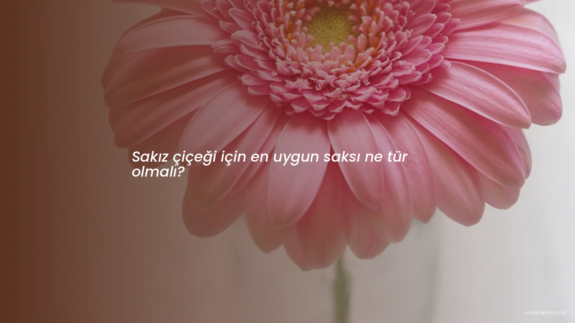 Sakız çiçeği için en uygun saksı ne tür olmalı?