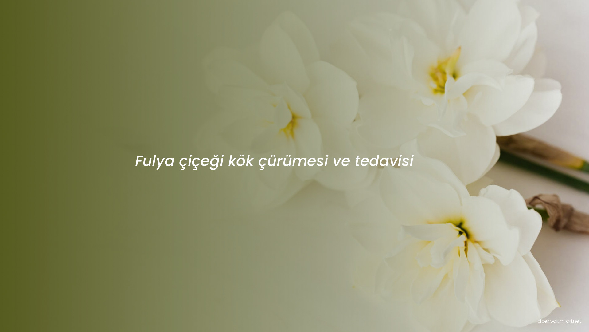 Fulya çiçeği kök çürümesi ve tedavisi