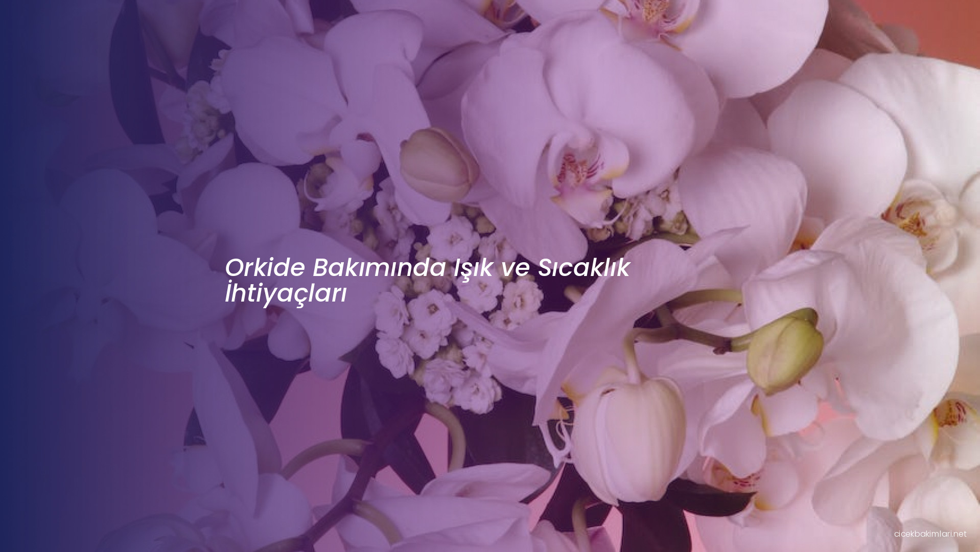 Orkide Bakımında Işık ve Sıcaklık İhtiyaçları