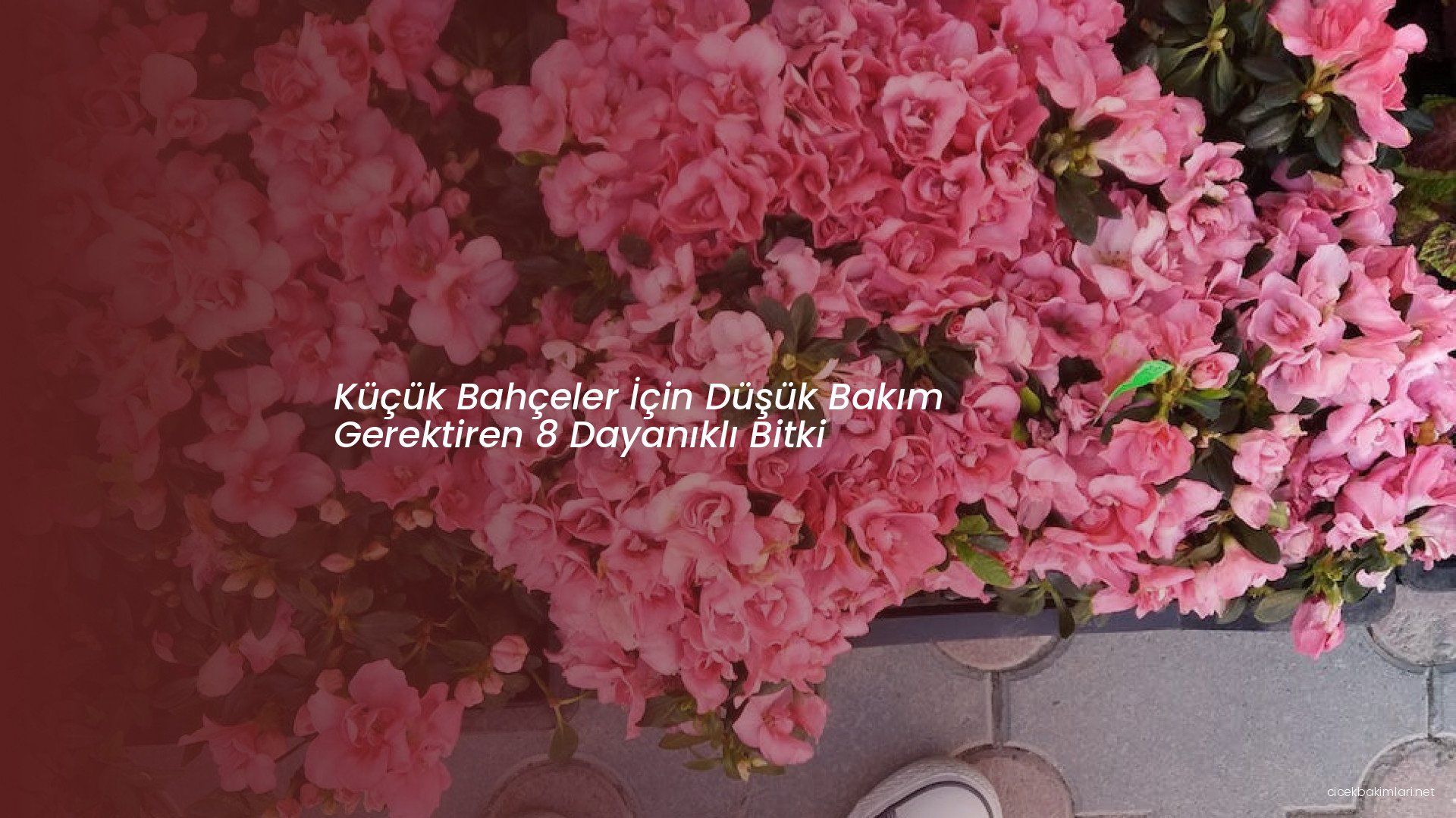 Küçük Bahçeler İçin Düşük Bakım Gerektiren 8 Dayanıklı Bitki