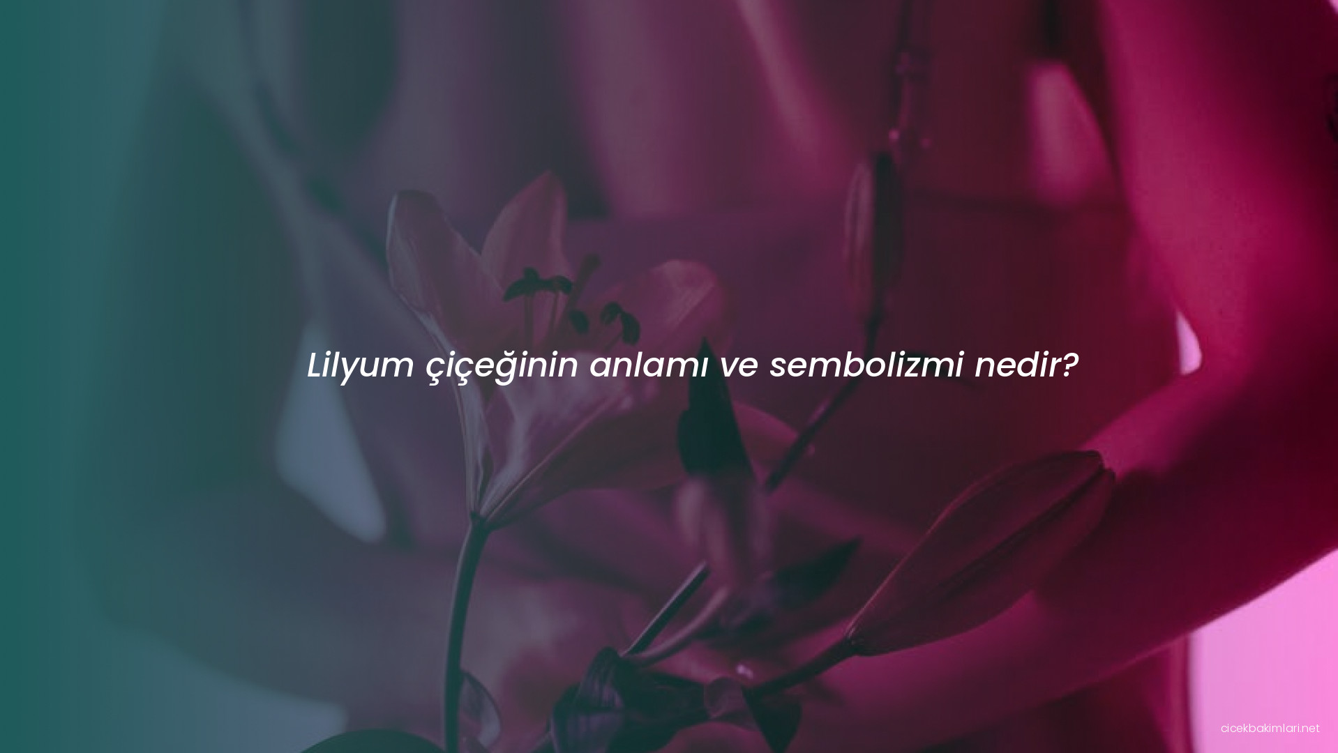 Lilyum çiçeğinin anlamı ve sembolizmi nedir?