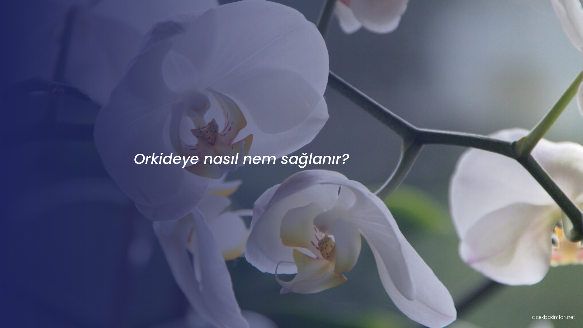 Orkideye nasıl nem sağlanır?