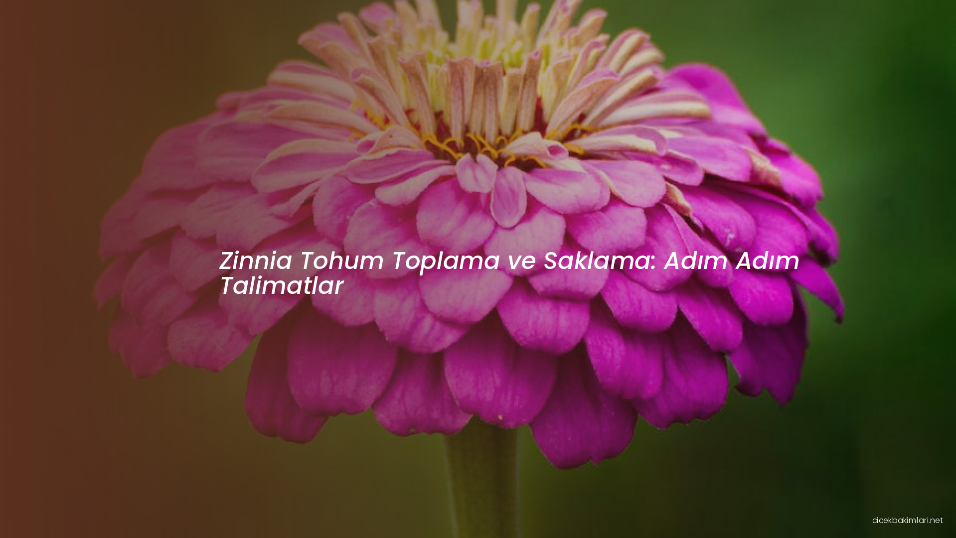 Zinnia Tohum Toplama ve Saklama: Adım Adım Talimatlar