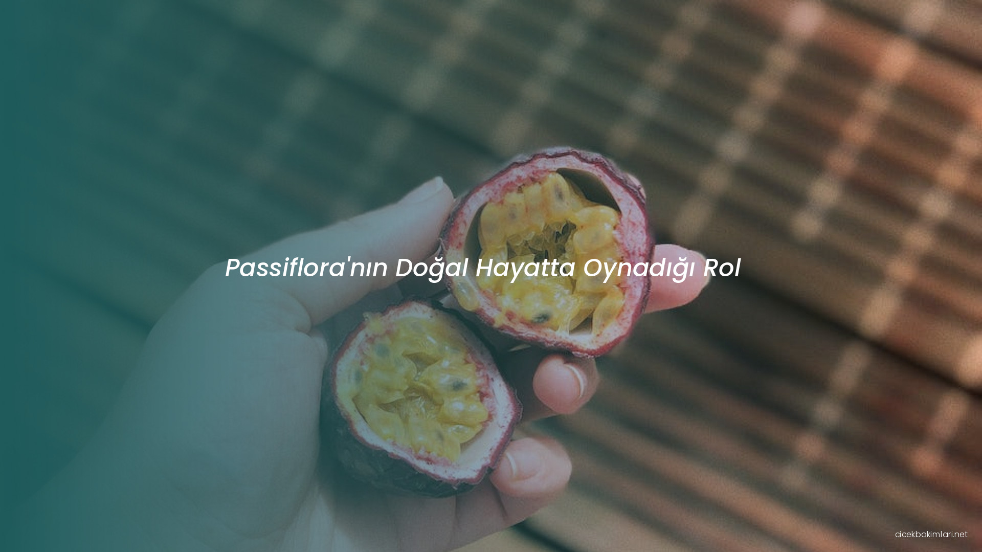 Passiflora'nın Doğal Hayatta Oynadığı Rol