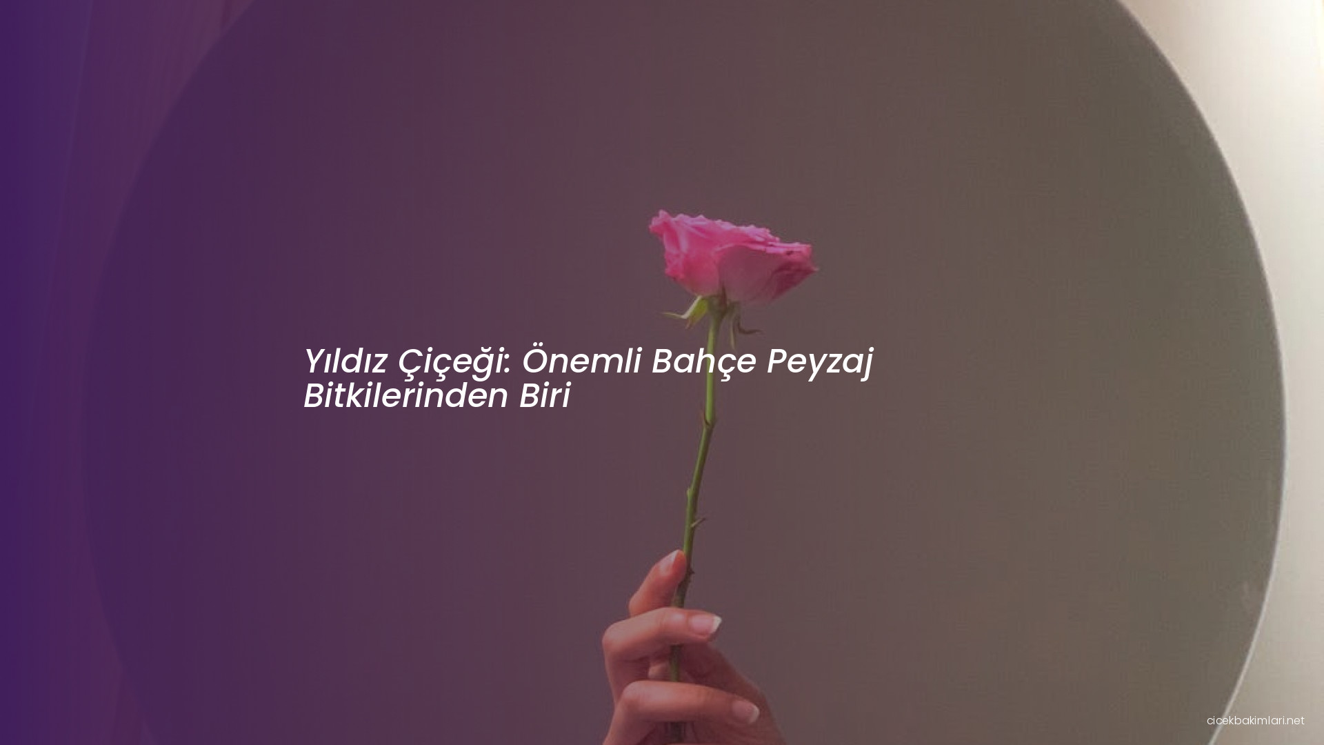 Yıldız Çiçeği: Önemli Bahçe Peyzaj Bitkilerinden Biri