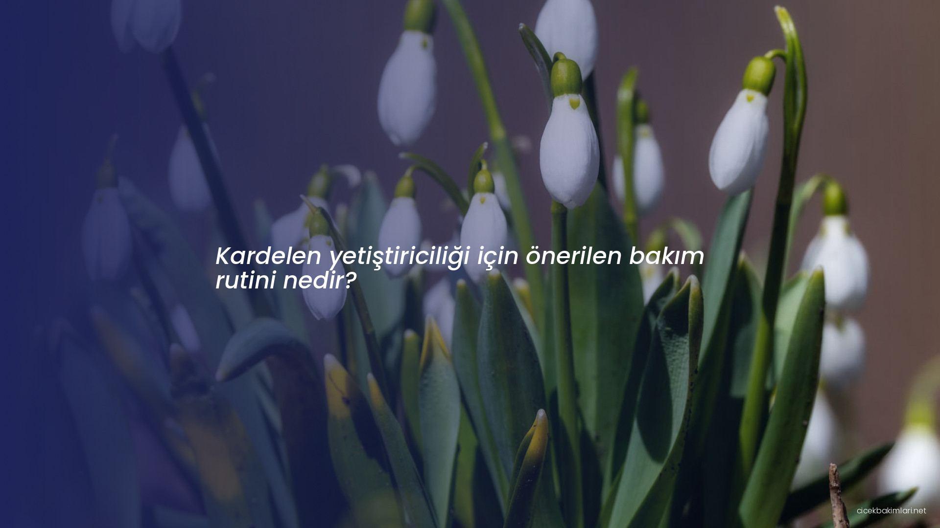Kardelen yetiştiriciliği için önerilen bakım rutini nedir?