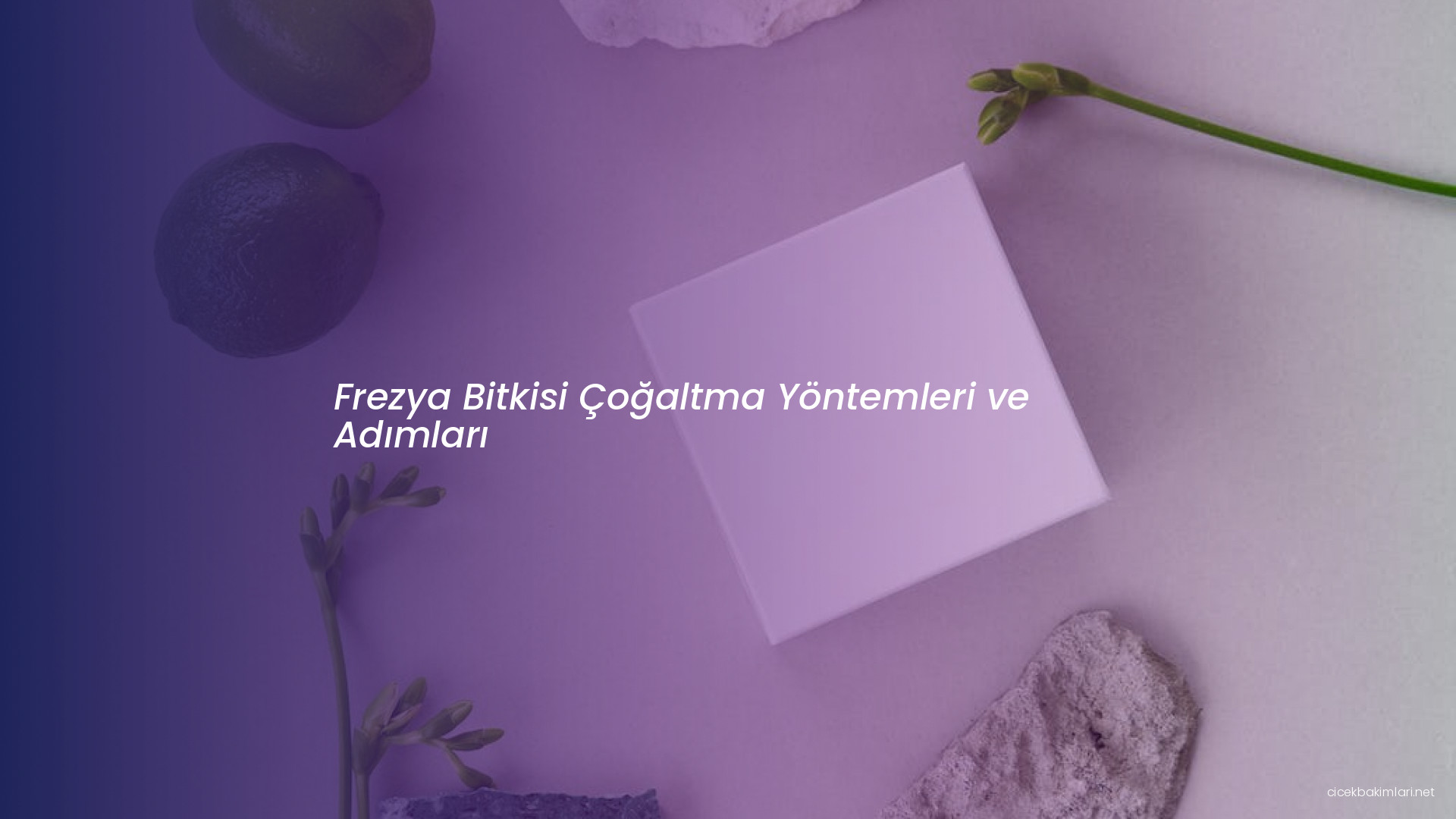 Frezya Bitkisi Çoğaltma Yöntemleri ve Adımları