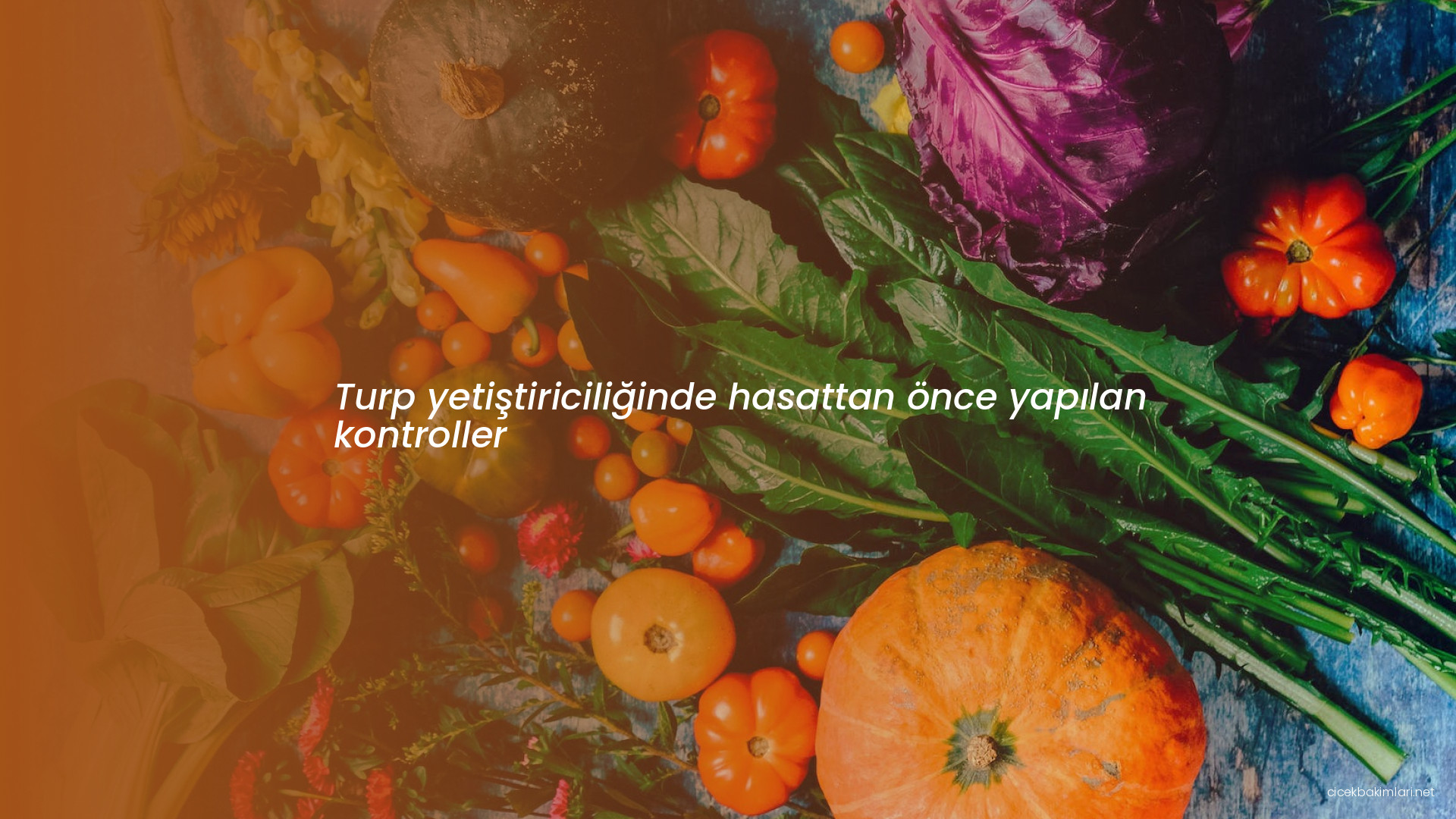 Turp yetiştiriciliğinde hasattan önce yapılan kontroller