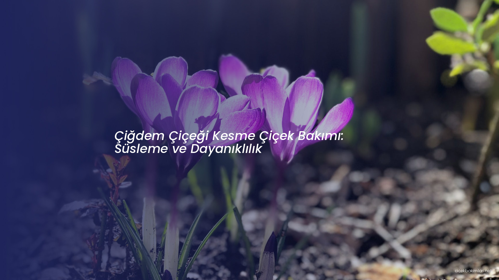 Çiğdem Çiçeği Kesme Çiçek Bakımı: Süsleme ve Dayanıklılık