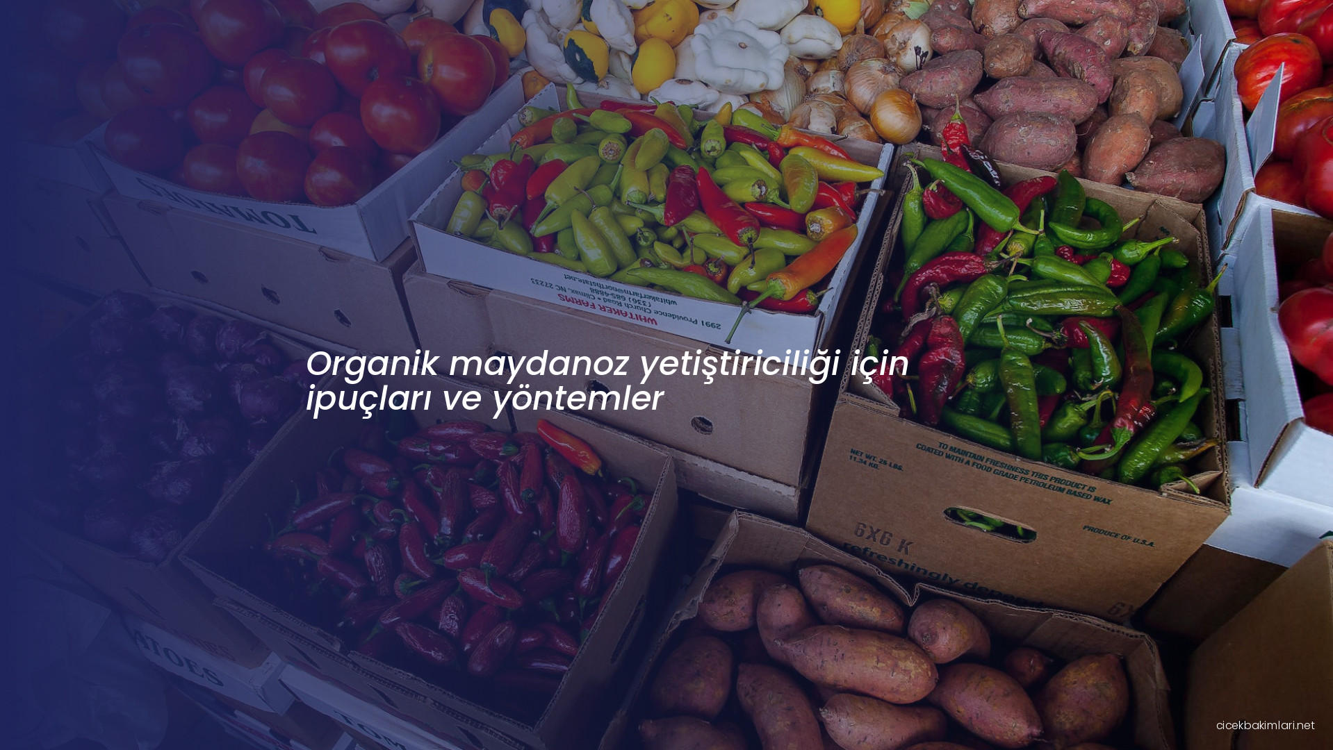 Organik maydanoz yetiştiriciliği için ipuçları ve yöntemler