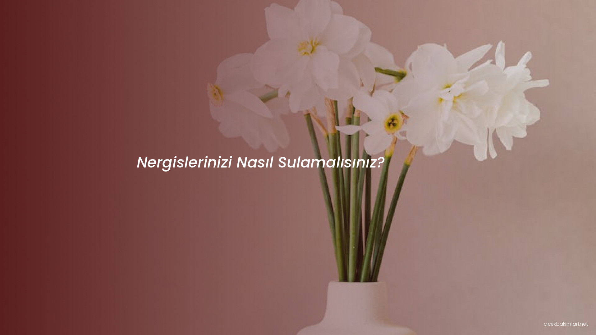 Nergislerinizi Nasıl Sulamalısınız?