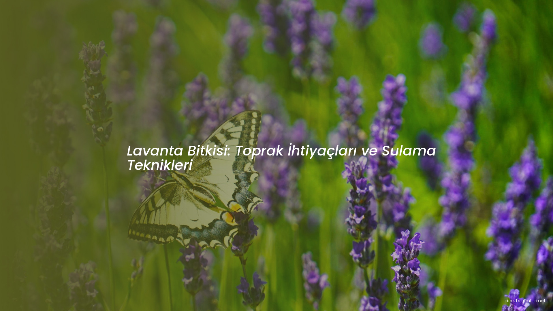 Lavanta Bitkisi: Toprak İhtiyaçları ve Sulama Teknikleri