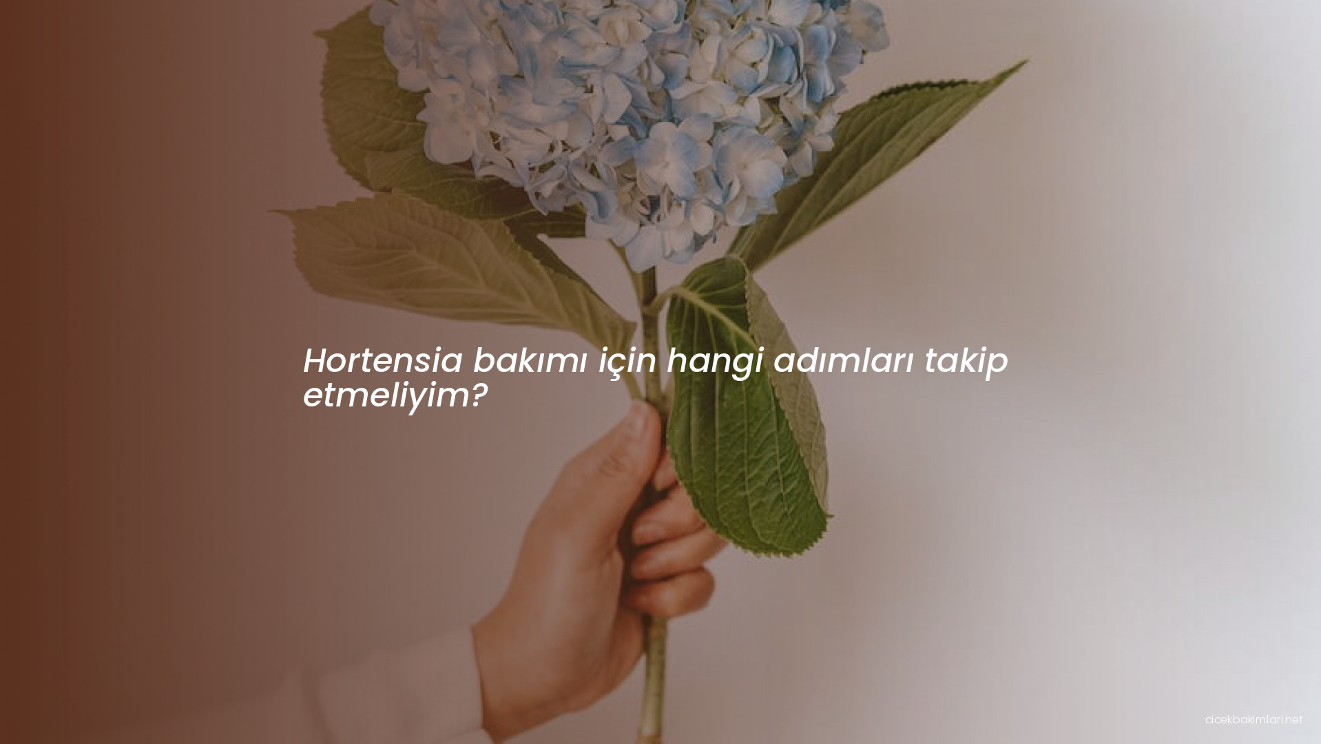 Hortensia bakımı için hangi adımları takip etmeliyim?