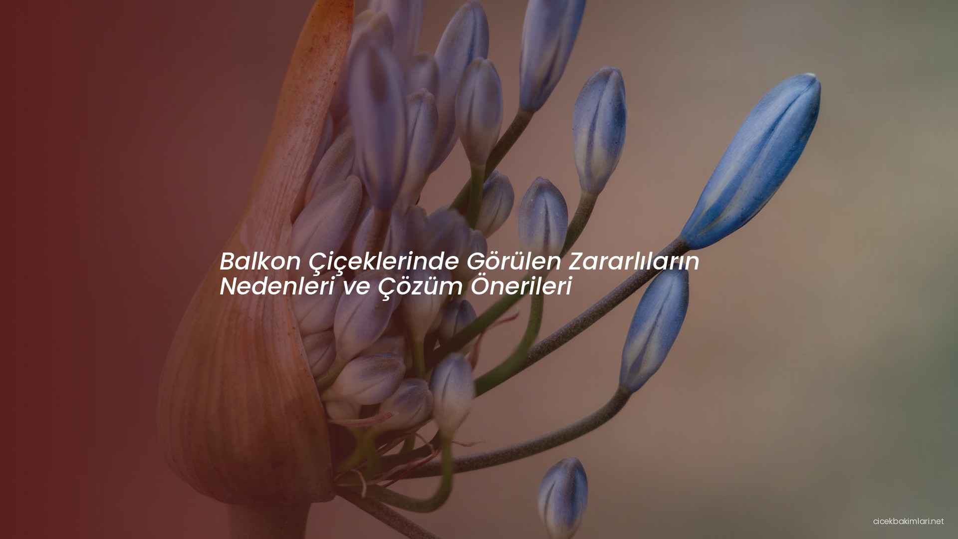 Balkon Çiçeklerinde Görülen Zararlıların Nedenleri ve Çözüm Önerileri